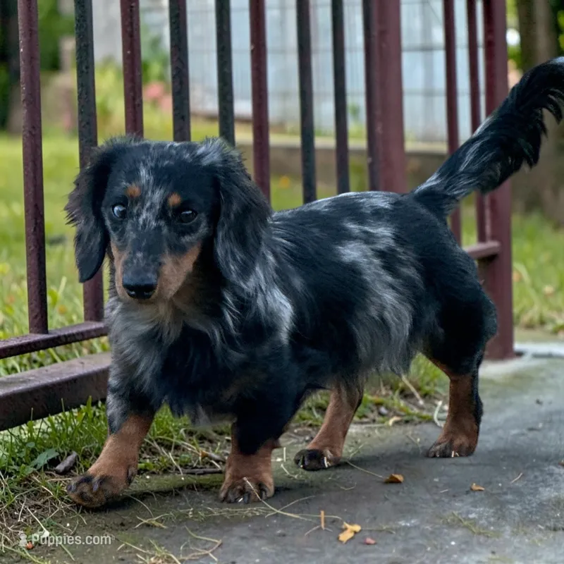 Baker – Miniature Dachshund puppy for sale in Shawnee, OK