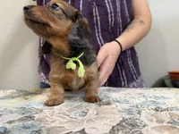 Polar, a female Miniature Dachshund for sale in Shawnee, OK – 6 of 8
