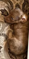 Grizzly, a male Miniature Dachshund for sale in Shawnee, OK – 6 of 7