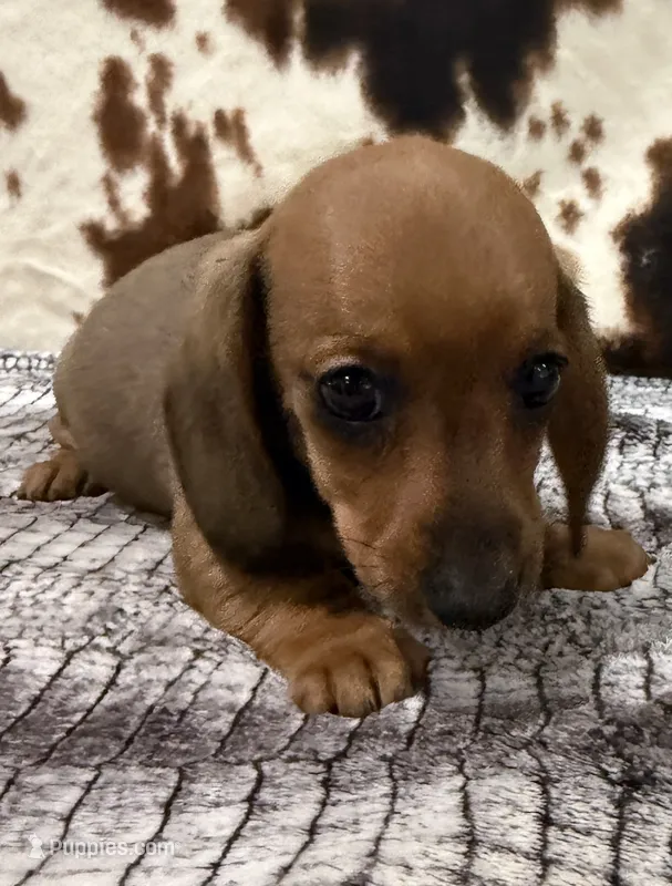 Ember – Miniature Dachshund puppy for sale in Shawnee, OK