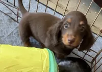 Bob, a male Miniature Dachshund for sale in Shawnee, OK – 4 of 5