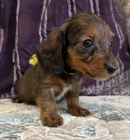 Cora, a female Miniature Dachshund for sale in Shawnee, OK – 5 of 5