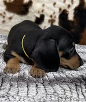 Poppy, a female Miniature Dachshund for sale in Shawnee, OK – 2 of 4