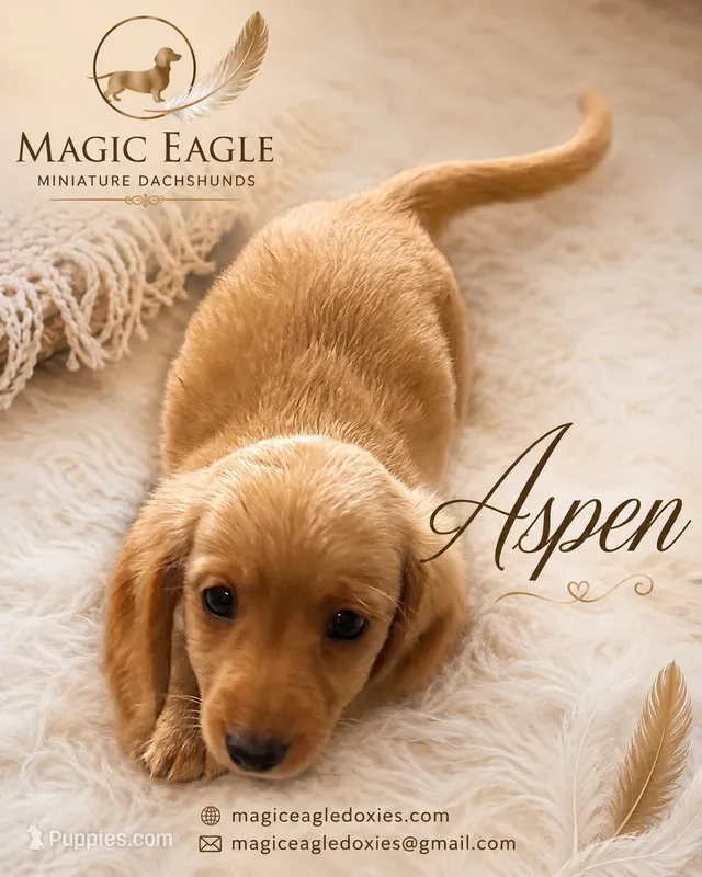 Aspen – Miniature Dachshund puppy for sale in Shawnee, OK
