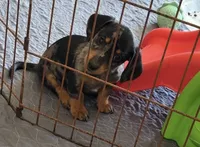 Barry, a male Miniature Dachshund for sale in Shawnee, OK – 1 of 9