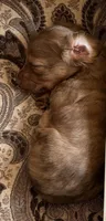 Grizzly, a male Miniature Dachshund for sale in Shawnee, OK – 7 of 7