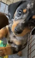 Barry, a male Miniature Dachshund for sale in Shawnee, OK – 2 of 9