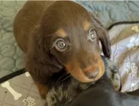 Bob, a male Miniature Dachshund for sale in Shawnee, OK – 3 of 5