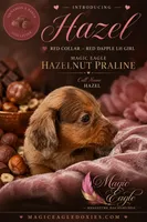 Hazel, a female Miniature Dachshund for sale in Shawnee, OK – 5 of 5