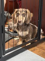 Ledger , a male Miniature Dachshund for sale in Shawnee, OK – 5 of 5