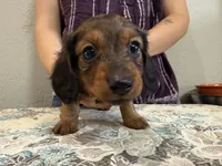 Kodiak, a male Miniature Dachshund for sale in Shawnee, OK – 4 of 6