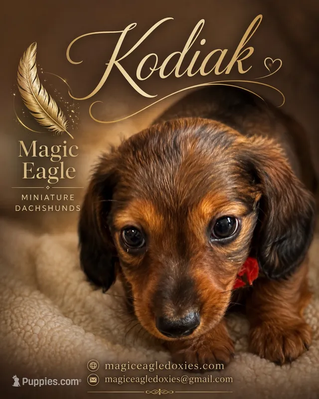 Kodiak – Miniature Dachshund puppy for sale in Shawnee, OK