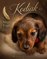 Kodiak, a male Miniature Dachshund for sale in Shawnee, OK – 1 of 6
