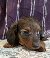 Carson, a male Miniature Dachshund for sale in Shawnee, OK – 2 of 5