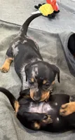 Barry, a male Miniature Dachshund for sale in Shawnee, OK – 7 of 9