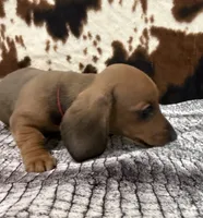 Ember, a female Miniature Dachshund for sale in Shawnee, OK – 3 of 6