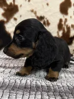 Ranger, a male Miniature Dachshund for sale in Shawnee, OK – 5 of 7