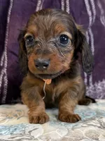 Carson, a male Miniature Dachshund for sale in Shawnee, OK – 3 of 5