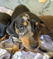 Barry, a male Miniature Dachshund for sale in Shawnee, OK – 6 of 9
