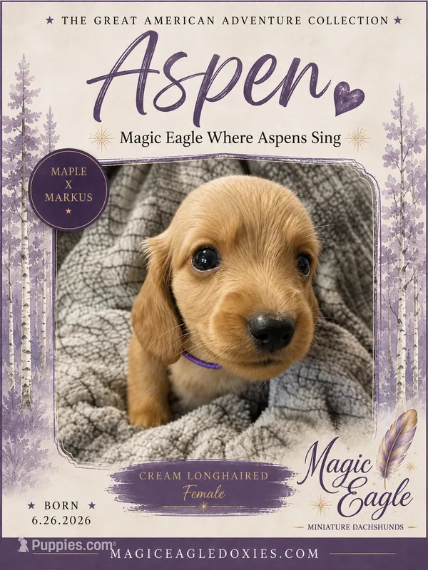 Aspen – Miniature Dachshund puppy for sale in Shawnee, OK