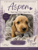 Aspen, a female Miniature Dachshund for sale in Shawnee, OK – 1 of 1