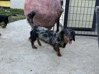 Baker, a male Miniature Dachshund for sale in Shawnee, OK – 4 of 4