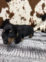 Ranger, a male Miniature Dachshund for sale in Shawnee, OK – 7 of 7