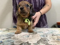 Polar, a female Miniature Dachshund for sale in Shawnee, OK – 4 of 8