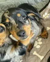 Barry, a male Miniature Dachshund for sale in Shawnee, OK – 8 of 9