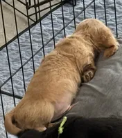 Flint, a male Miniature Dachshund for sale in Shawnee, OK – 3 of 5