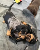 Barry, a male Miniature Dachshund for sale in Shawnee, OK – 9 of 9