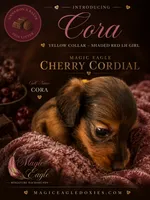 Cora, a female Miniature Dachshund for sale in Shawnee, OK – 1 of 5