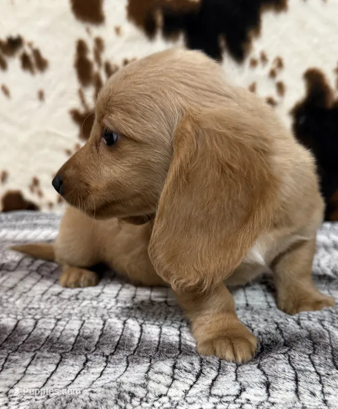 Aspen – Miniature Dachshund puppy for sale in Shawnee, OK