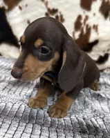 Huck, a male Miniature Dachshund for sale in Shawnee, OK – 2 of 6