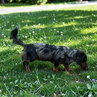 Baker, a male Miniature Dachshund for sale in Shawnee, OK – 2 of 4