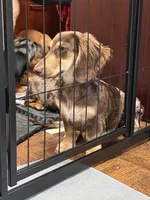 Ledger , a male Miniature Dachshund for sale in Shawnee, OK – 4 of 5