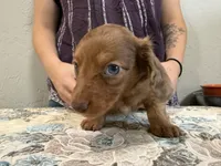 Grizzly, a male Miniature Dachshund for sale in Shawnee, OK – 3 of 7