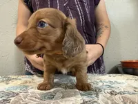 Grizzly, a male Miniature Dachshund for sale in Shawnee, OK – 2 of 7