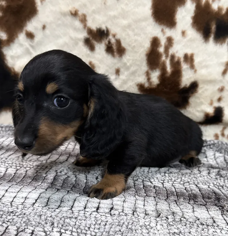 Ranger – Miniature Dachshund puppy for sale in Shawnee, OK