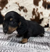 Ranger, a male Miniature Dachshund for sale in Shawnee, OK – 1 of 7