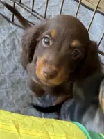 Bob, a male Miniature Dachshund for sale in Shawnee, OK – 2 of 5