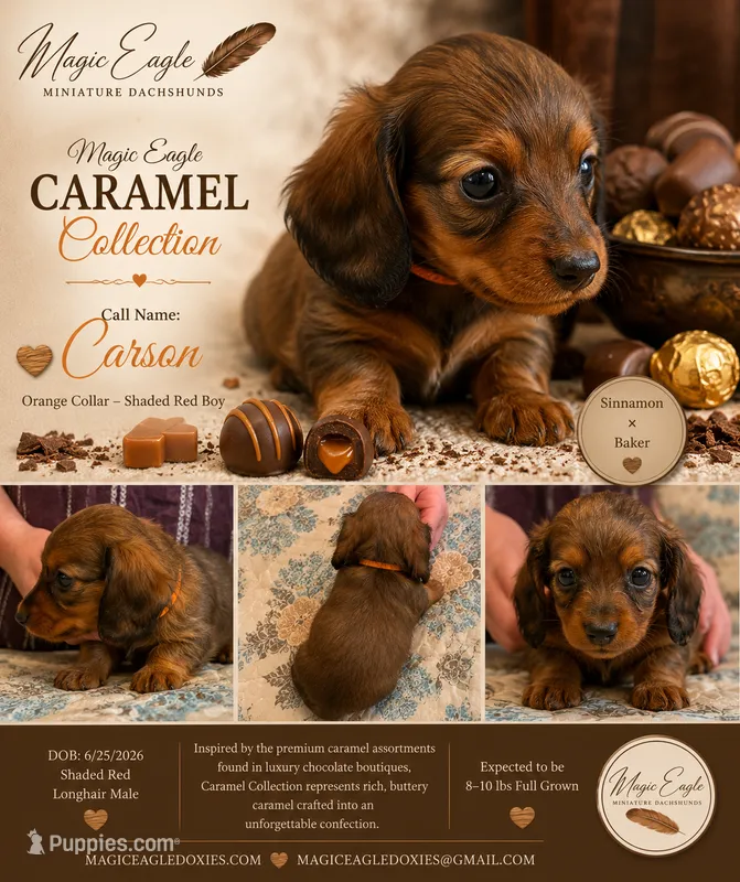 Carson – Miniature Dachshund puppy for sale in Shawnee, OK