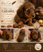 Carson, a male Miniature Dachshund for sale in Shawnee, OK – 1 of 5