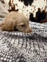 Flint, a male Miniature Dachshund for sale in Shawnee, OK – 4 of 5