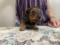 Kodiak, a male Miniature Dachshund for sale in Shawnee, OK – 6 of 6