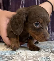 Gage, a male Miniature Dachshund for sale in Shawnee, OK – 2 of 4