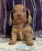 Hazel, a female Miniature Dachshund for sale in Shawnee, OK – 4 of 5