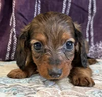 Carson, a male Miniature Dachshund for sale in Shawnee, OK – 4 of 5