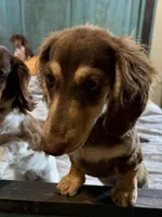 Ledger , a male Miniature Dachshund for sale in Shawnee, OK – 2 of 5