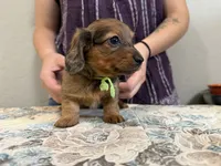Polar, a female Miniature Dachshund for sale in Shawnee, OK – 8 of 8